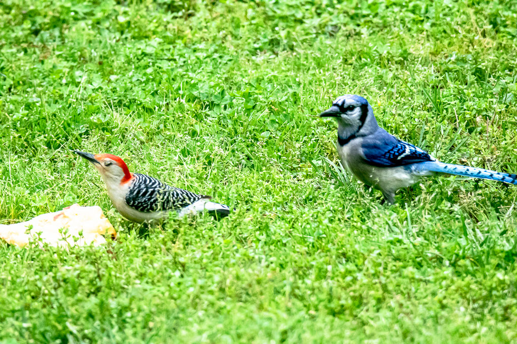 Backyard Birds NH-1897.jpg